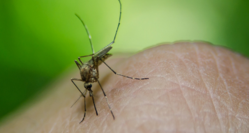 Infectólogo alerta que Latinoamérica registra unos 7 millones de casos de dengue
