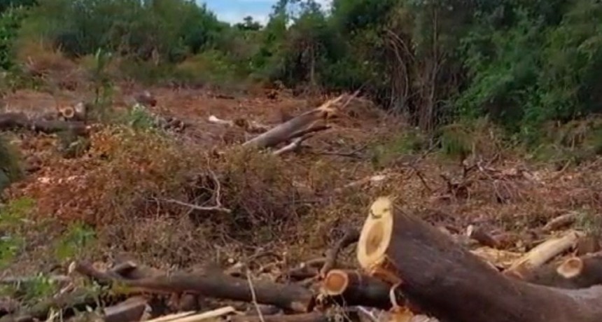 MILPA denuncia que se ha deforestado tierras en Condadillo y Flor de Mangle