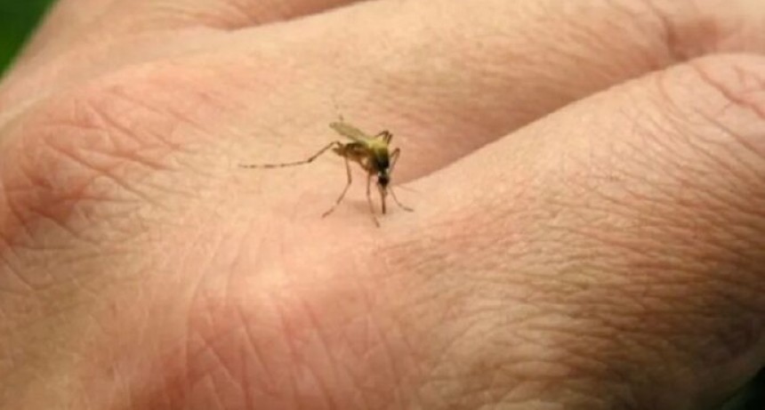 La OPS alerta sobre la peor temporada de dengue en Latam