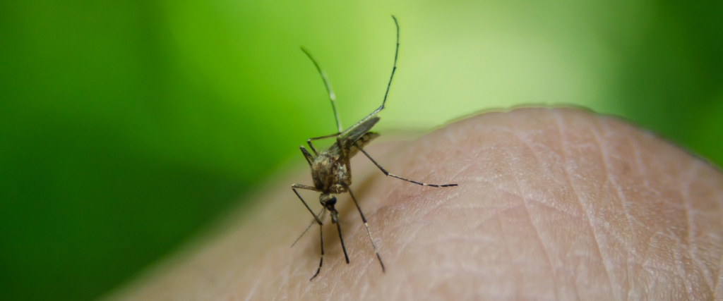 Infectólogo alerta que Latinoamérica registra unos 7 millones de casos de dengue